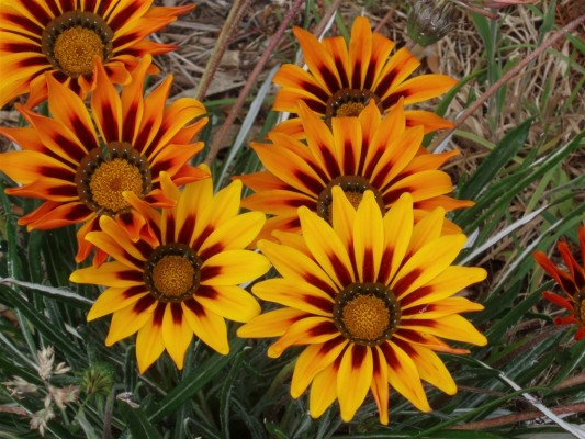 Click to view full size image