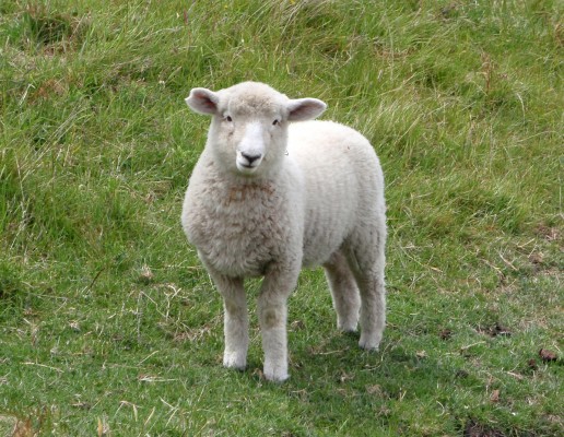 Click to view full size image